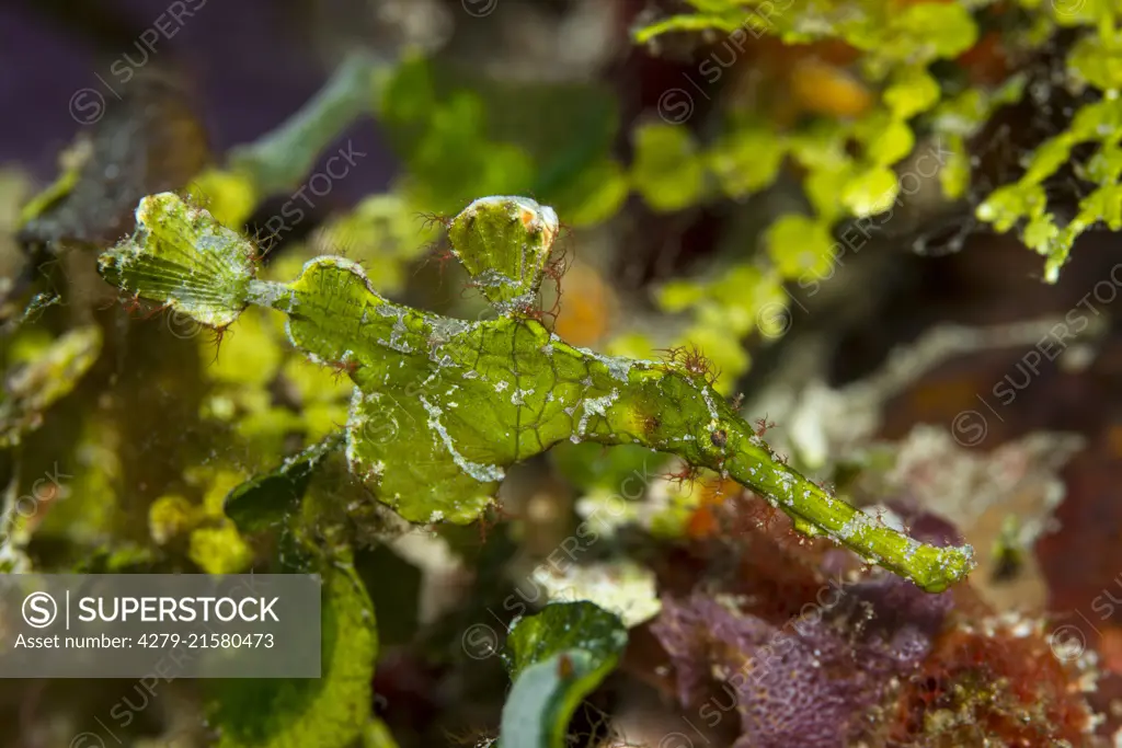 Halimeda-Geisterpfeifenfisch (Solenostomus halimeda) |.Halimeda Ghostpipefishes (Solenostomus halimeda). ..