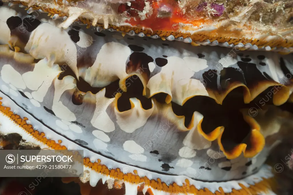 Thorny oyster (Spondylus varius)...