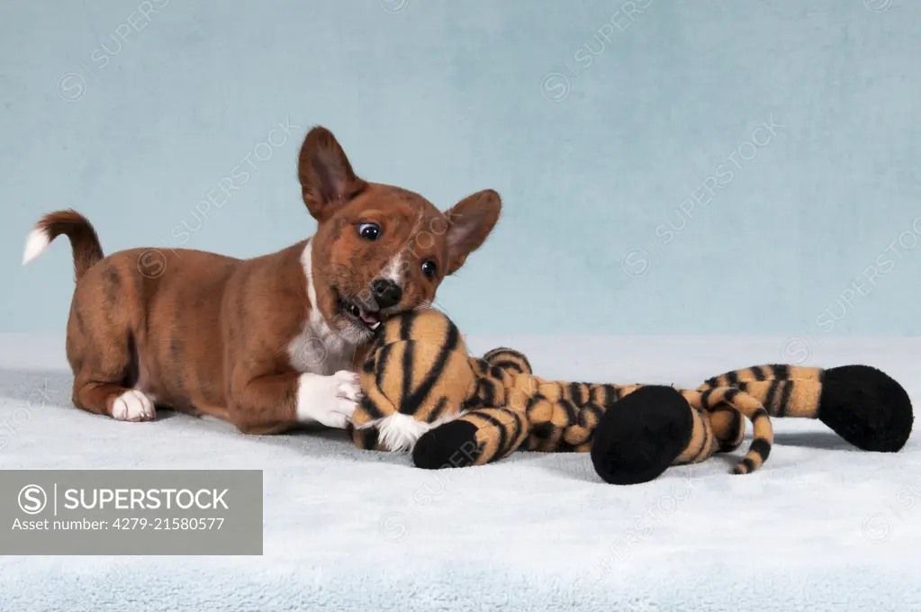 Basenji stuffed best sale animal