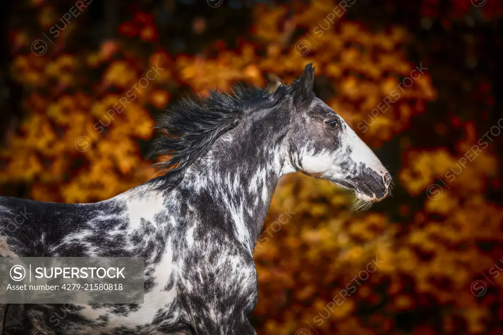 Criollo. Adult horse galloping on a meadow in autumn, Austria