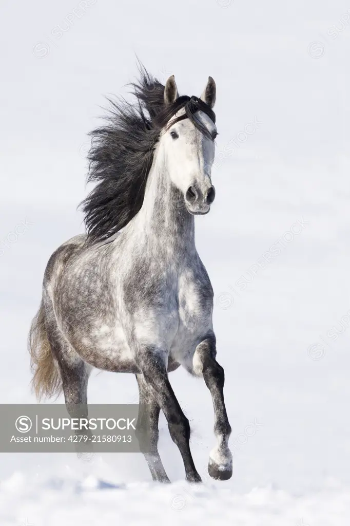 Pure Spanish Horse, Andalusian. Gray mare galloping in snow. Germany