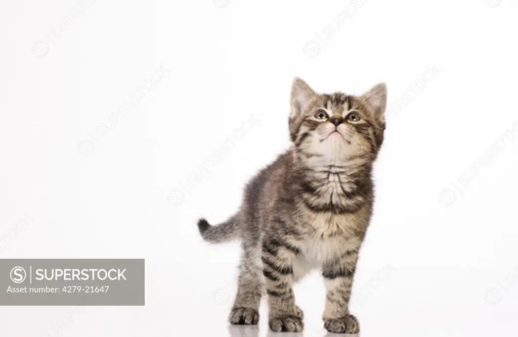 A kitten is standing on a kitchen scale. - SuperStock