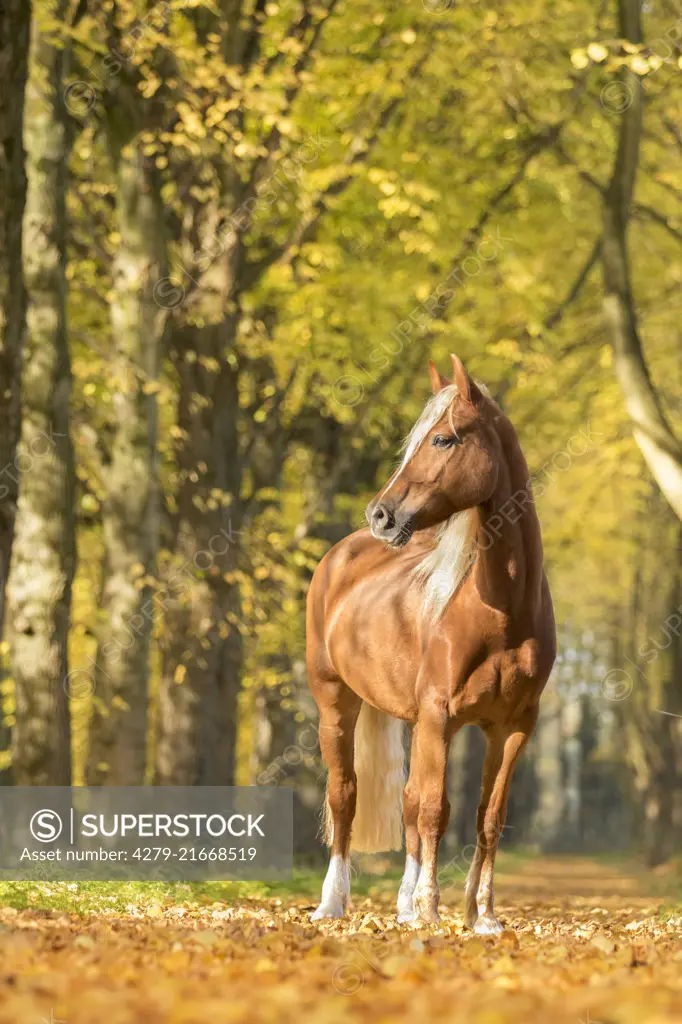 Welsh Cob. Chestnut adult standing in autumnal forest. Netherlands