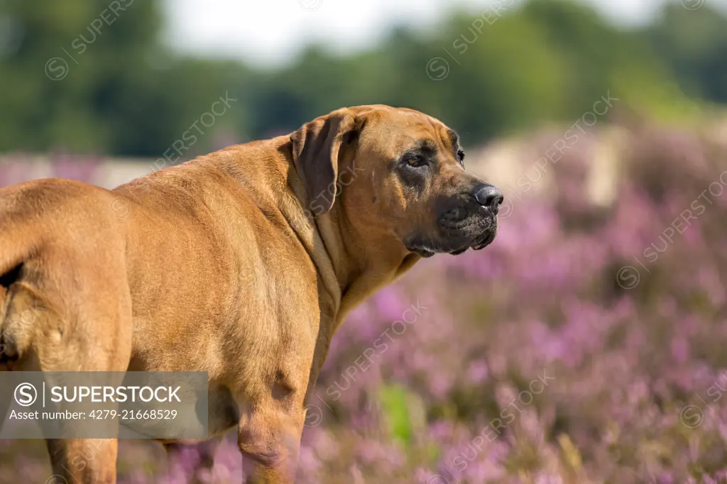 Tosa. Adult dog looking right with pink heather in background. Soesterduinen, Netherlands