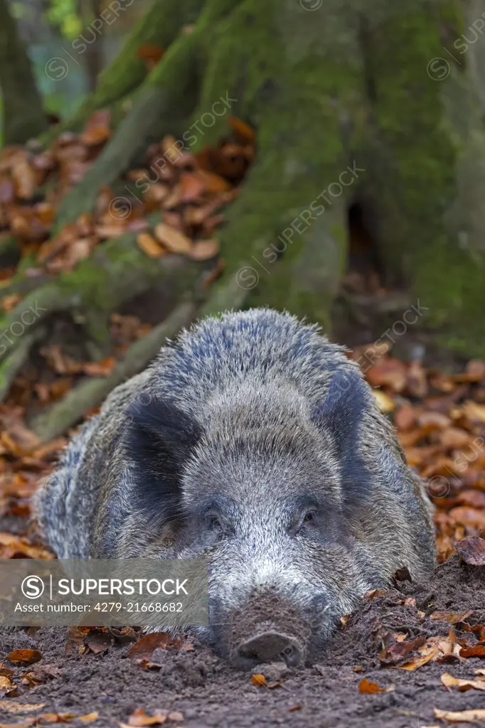 Wild Boar (Sus scrofa), female resting in the autumnal beech forest