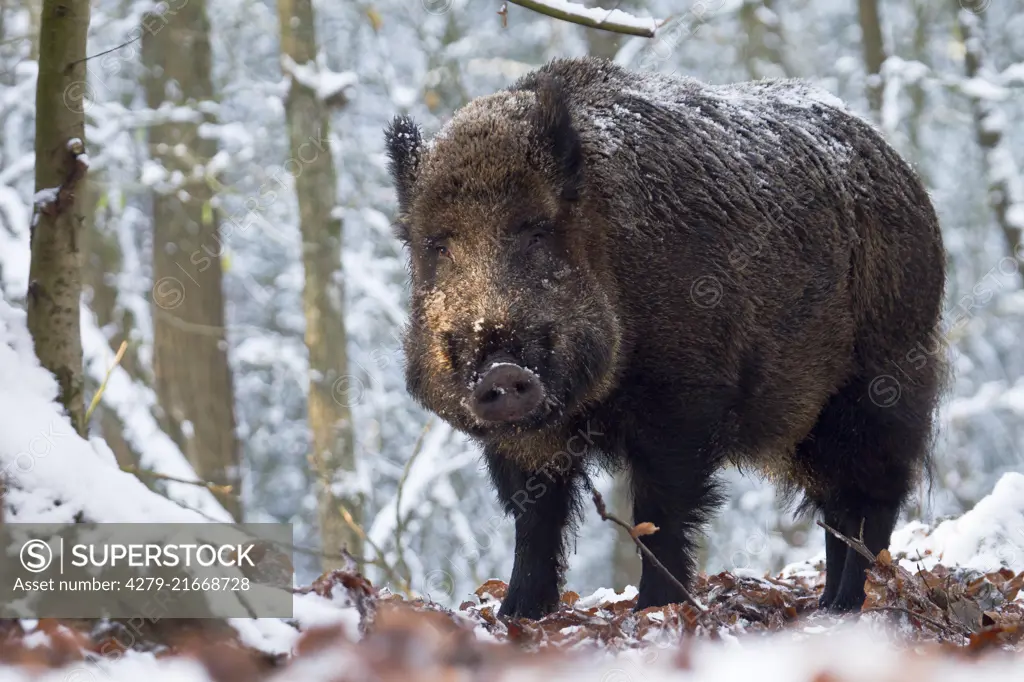 Wild Boar (Sus scrofa), male in snow