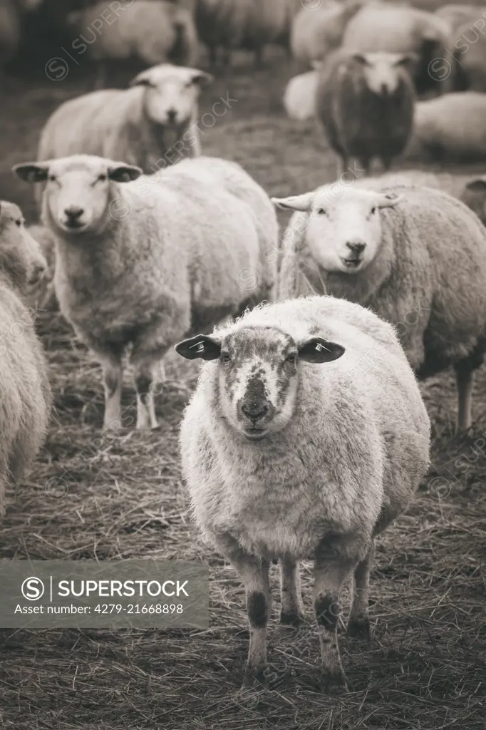 Domestic sheep, herd on the dyke