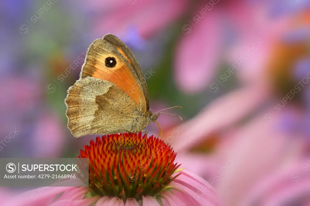 Meadow Brown (Maniola jurtina) on a coneflower