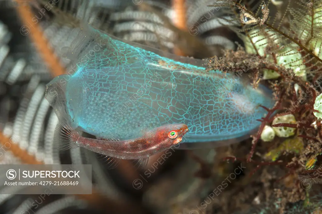 Toothy Goby (Pleurosicya mossambica) with spawn placed on a sea squirt..