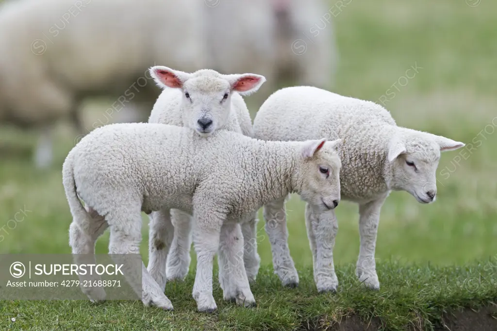 Domestic sheep, three Lambs standing on a pasture