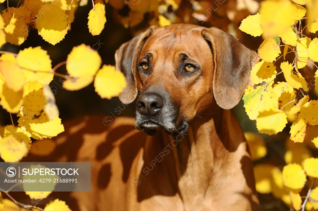 Rhodesian Ridgeback. Portrait of bitch among poplar leaves in autumn. Germany