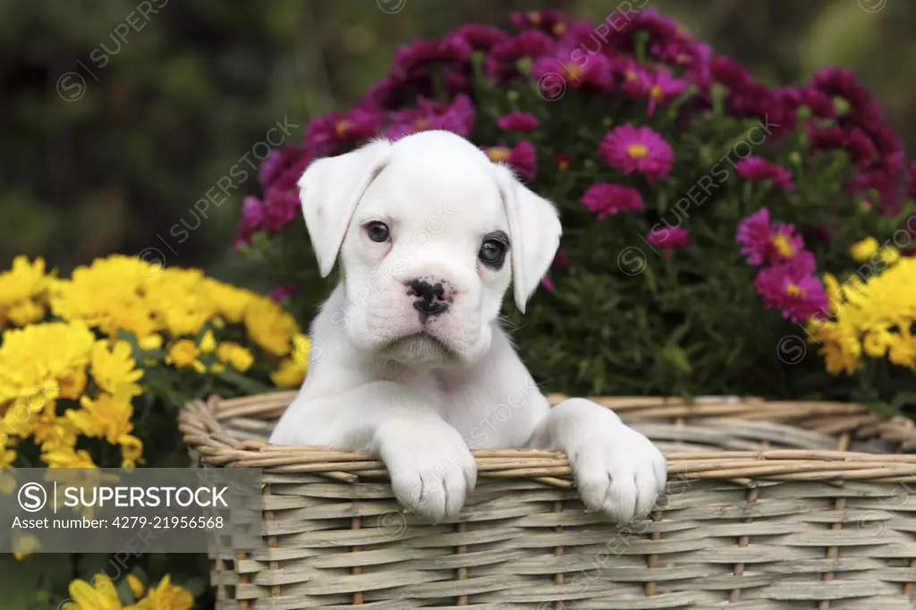 German Boxer. White puppy (6 weeks old) in a wicker basket next to flowers. Germany