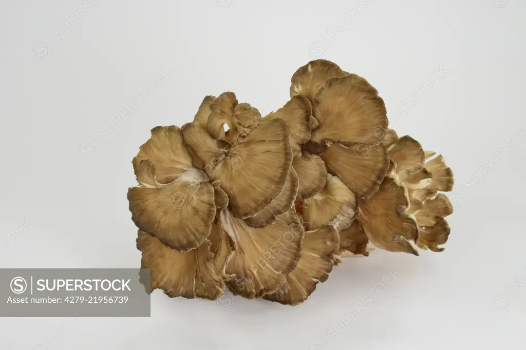 Polypore mushroom (Grifola fondosa),hen of the woods, hen-of-the-woods, ram's head and sheep's head, studio picture