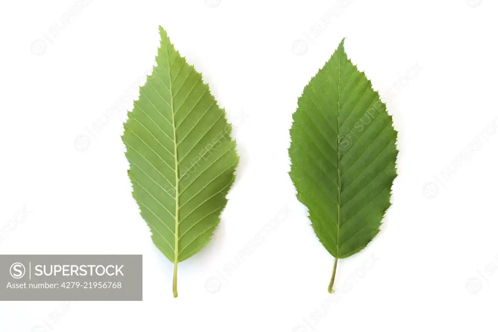 Common Hornbeam (Carpinus betulus),  leaves in Front-and backview . Studio picture aginast a white background