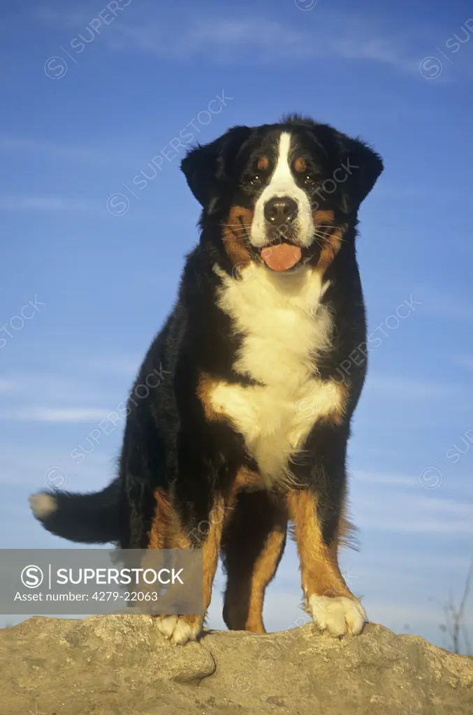 Bernese Mountain dog - standing