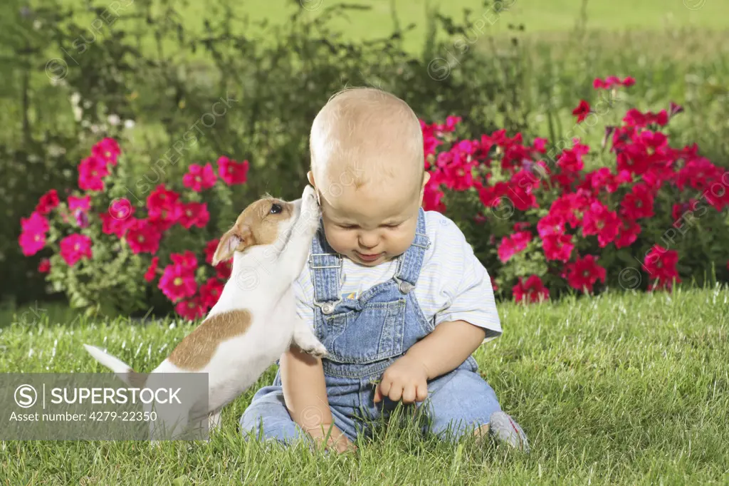 boy and Jack Russell Terrier puppy