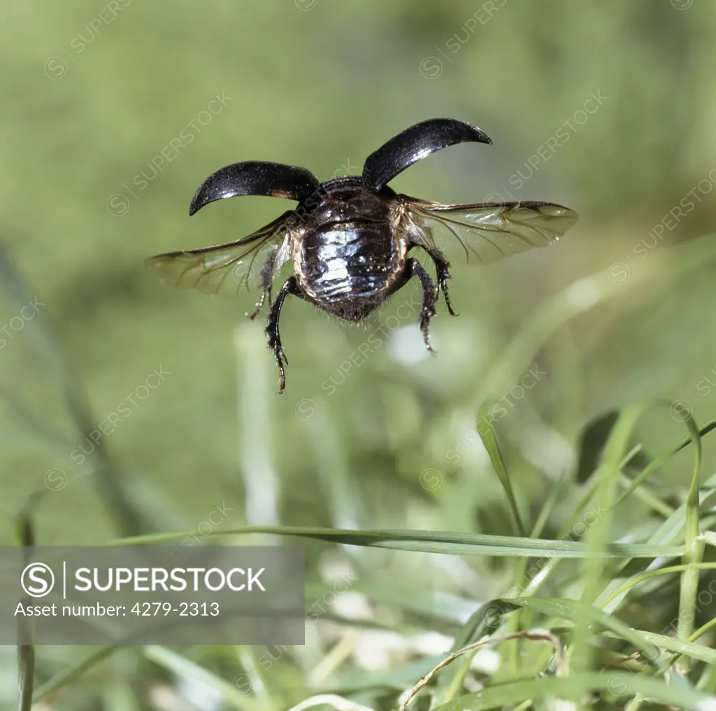 dung beetle, dor beetle flying, Geotrupidae, Geotrupes spezies