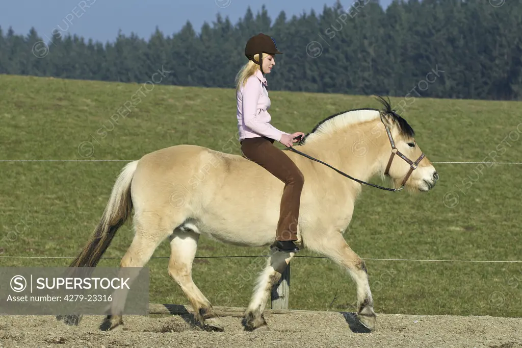 girl riding on Norwegian Fjord