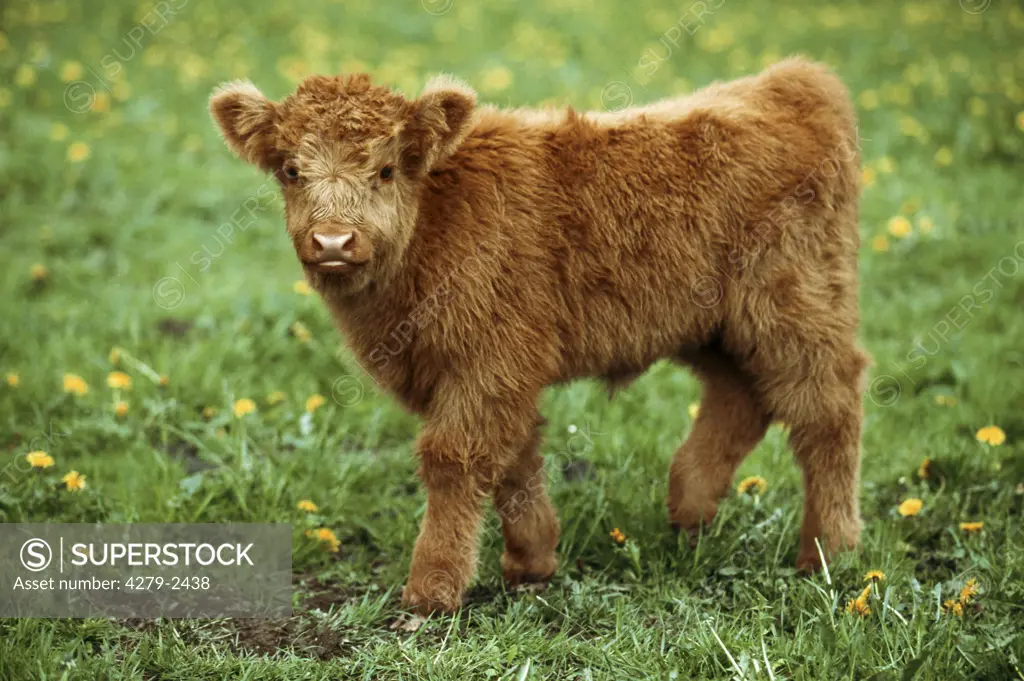 Highland Cattle - calf standing on meadow