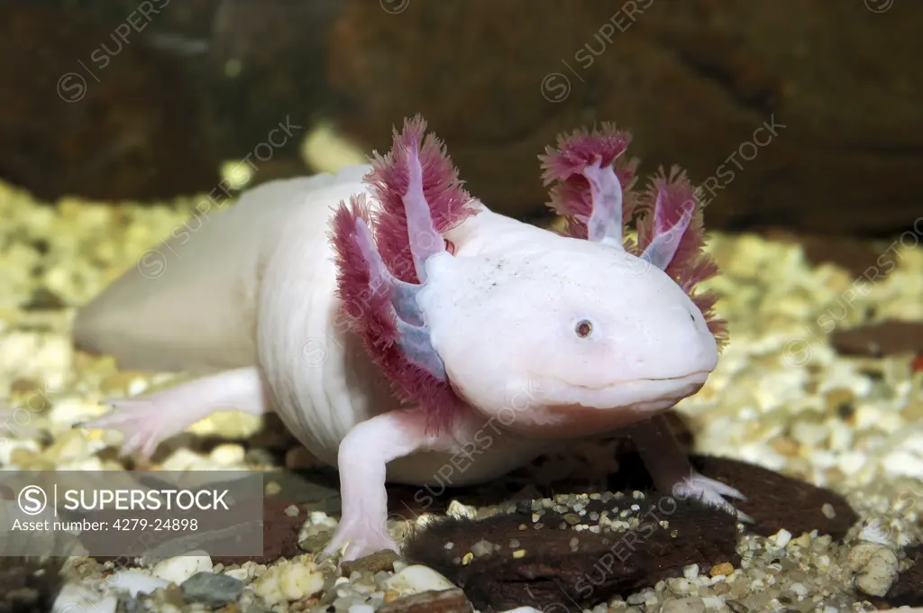 axolotl, Ambystoma mexicanum