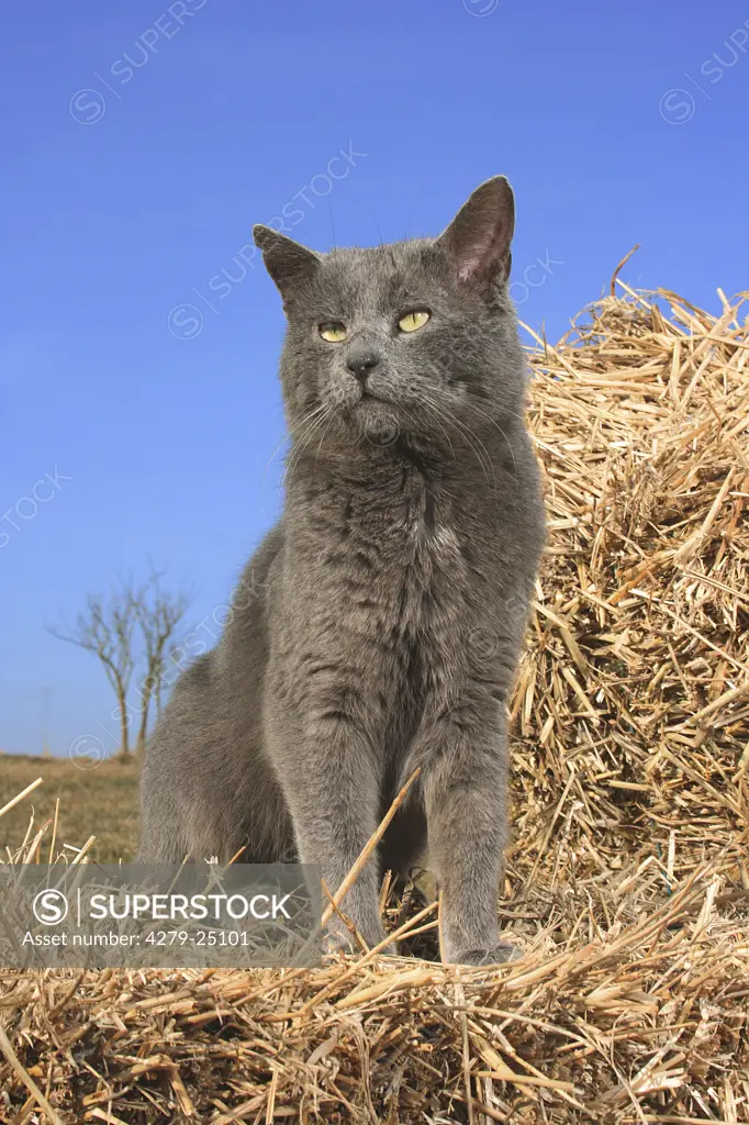 Carthusian cat - sitting in straw