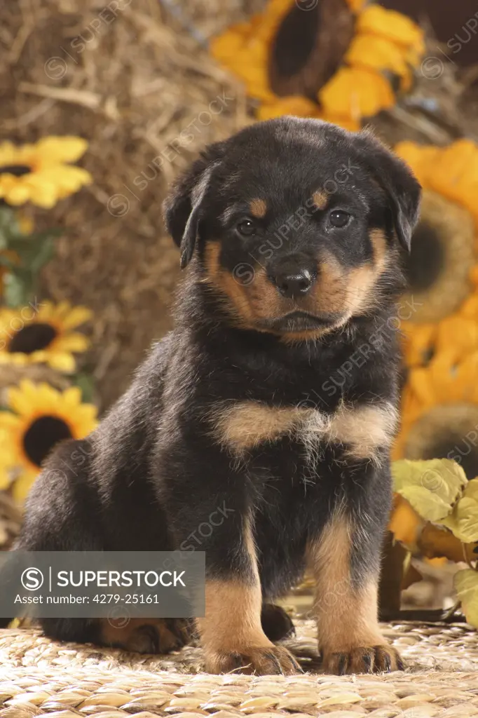 Rottweiler - puppy - sitting