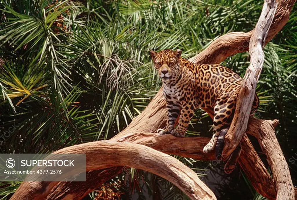 jaguar standing on tree, panthera onca