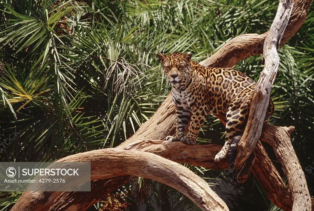 jaguar standing on tree, panthera onca