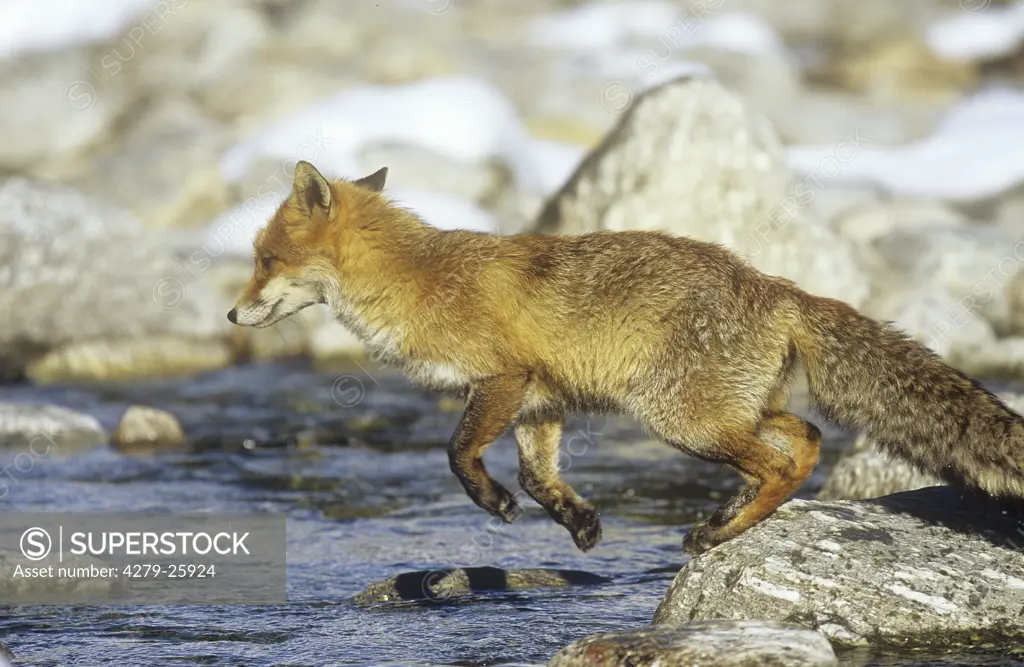 red fox - jumping at stream, vulpes vulpes