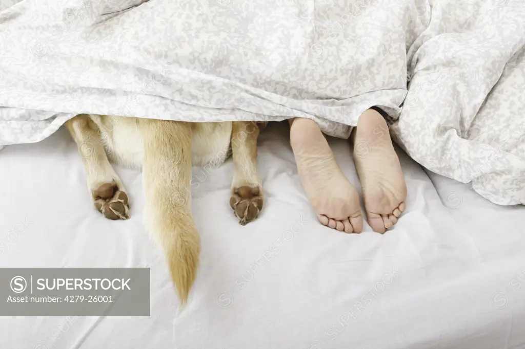 paws of a Labrador Retriever next to human feet