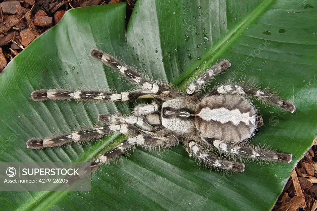 tarantula on leaf, Poecilotheria spec.