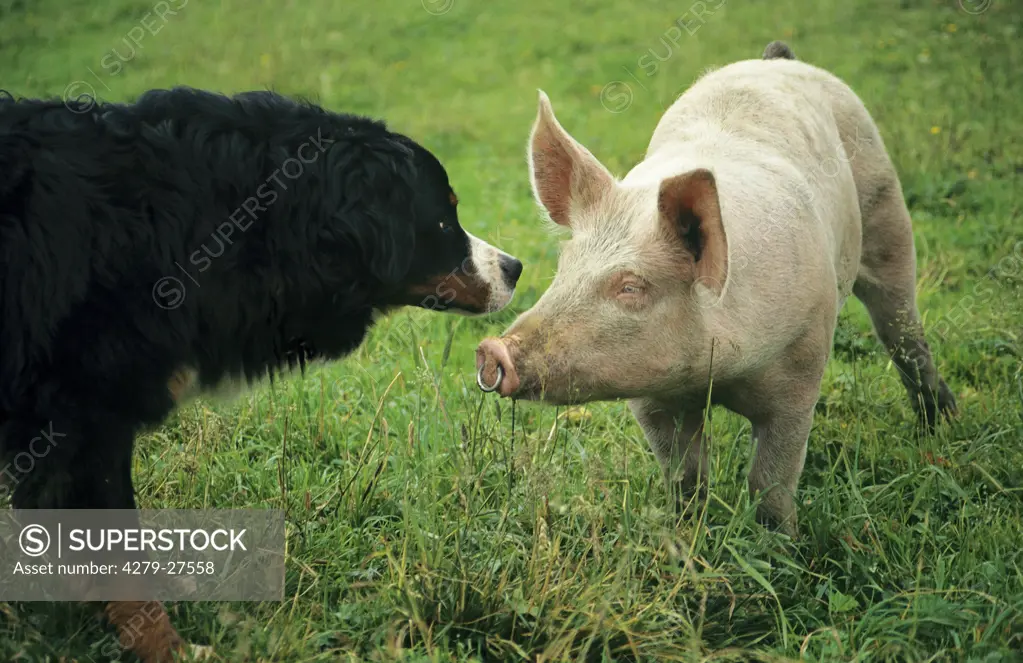 animal friendship : Bernese Mountain dog and domestic pig on meadow