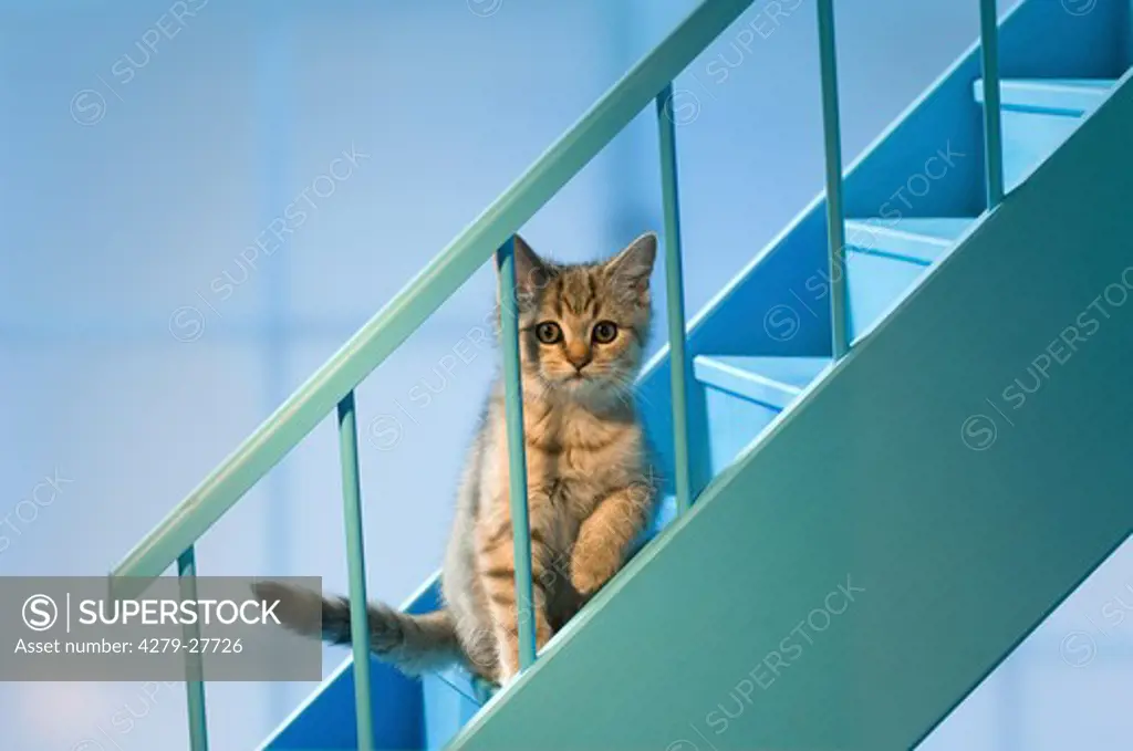 British Shorthair kitten on stairs