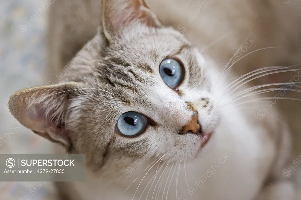 domestic cat (blue eyes) - portrait