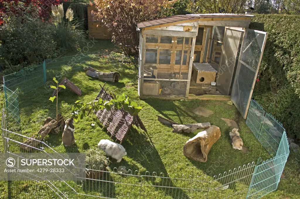 rabbits in outdoor enclosure