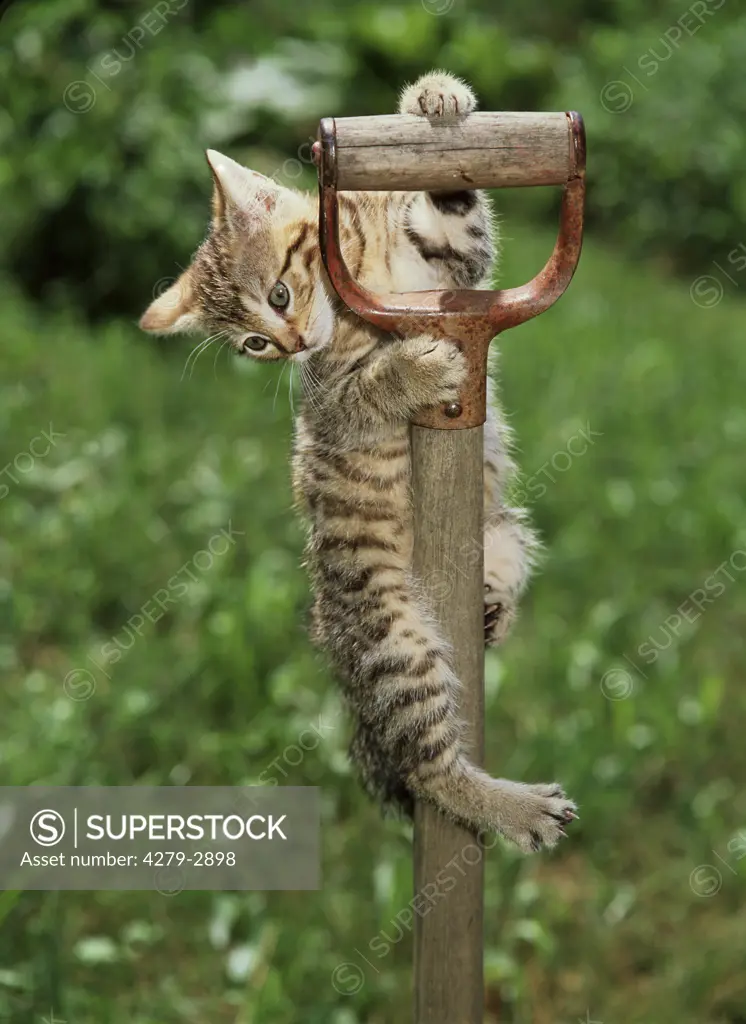 kitten climbing