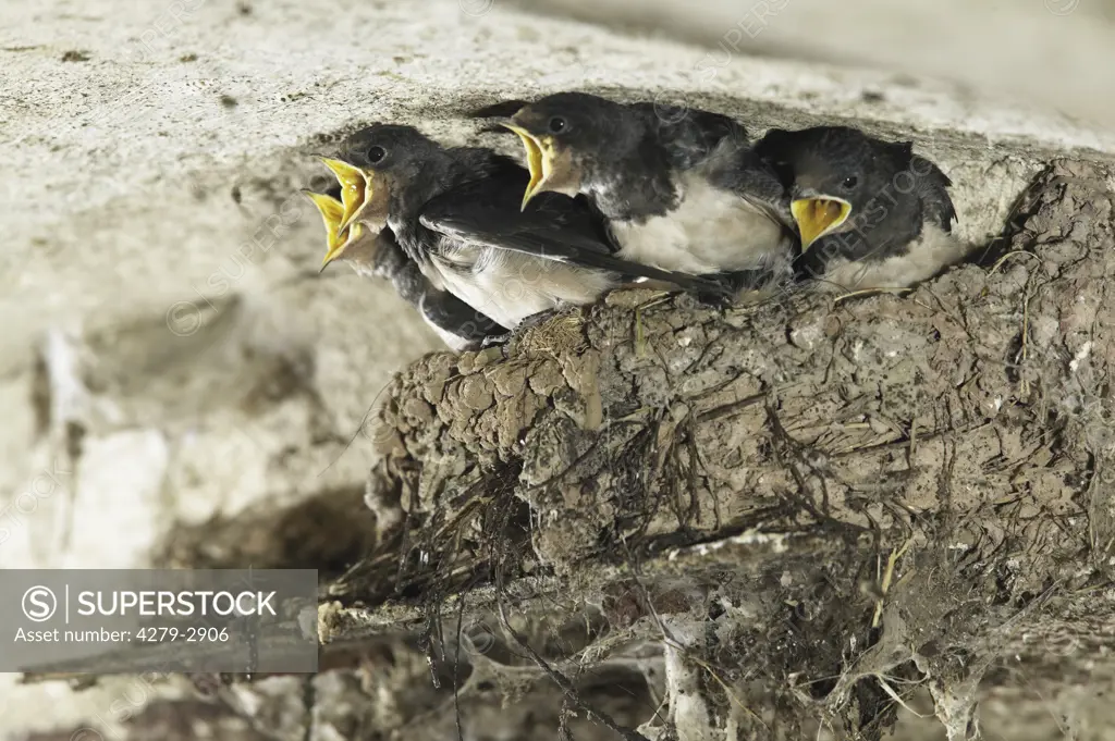 young swallows in nest, Hirundo rustica