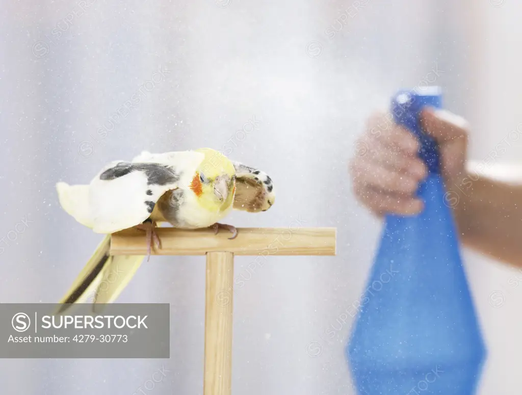 cockatiel being sprayed with water, Nymphicus hollandicus