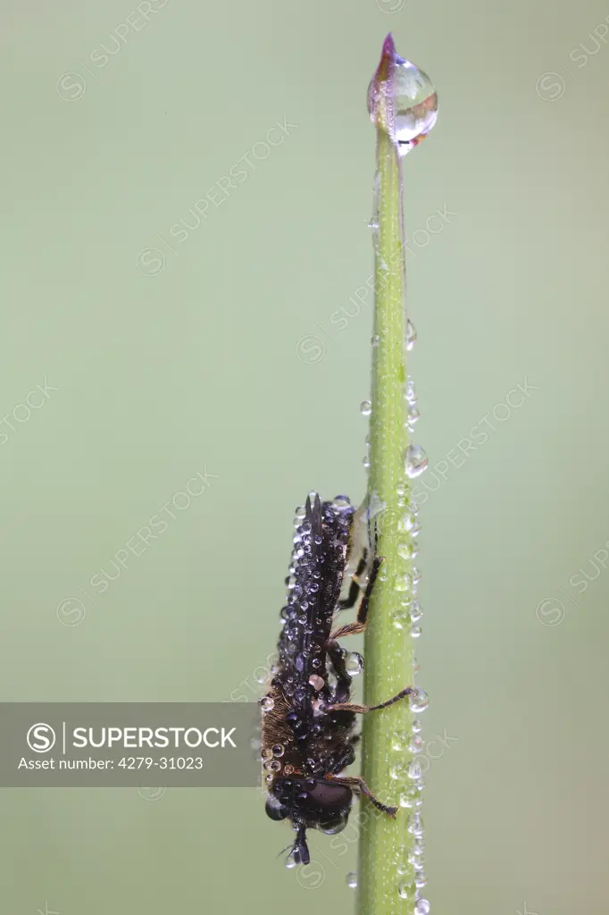 bee at blade of grass