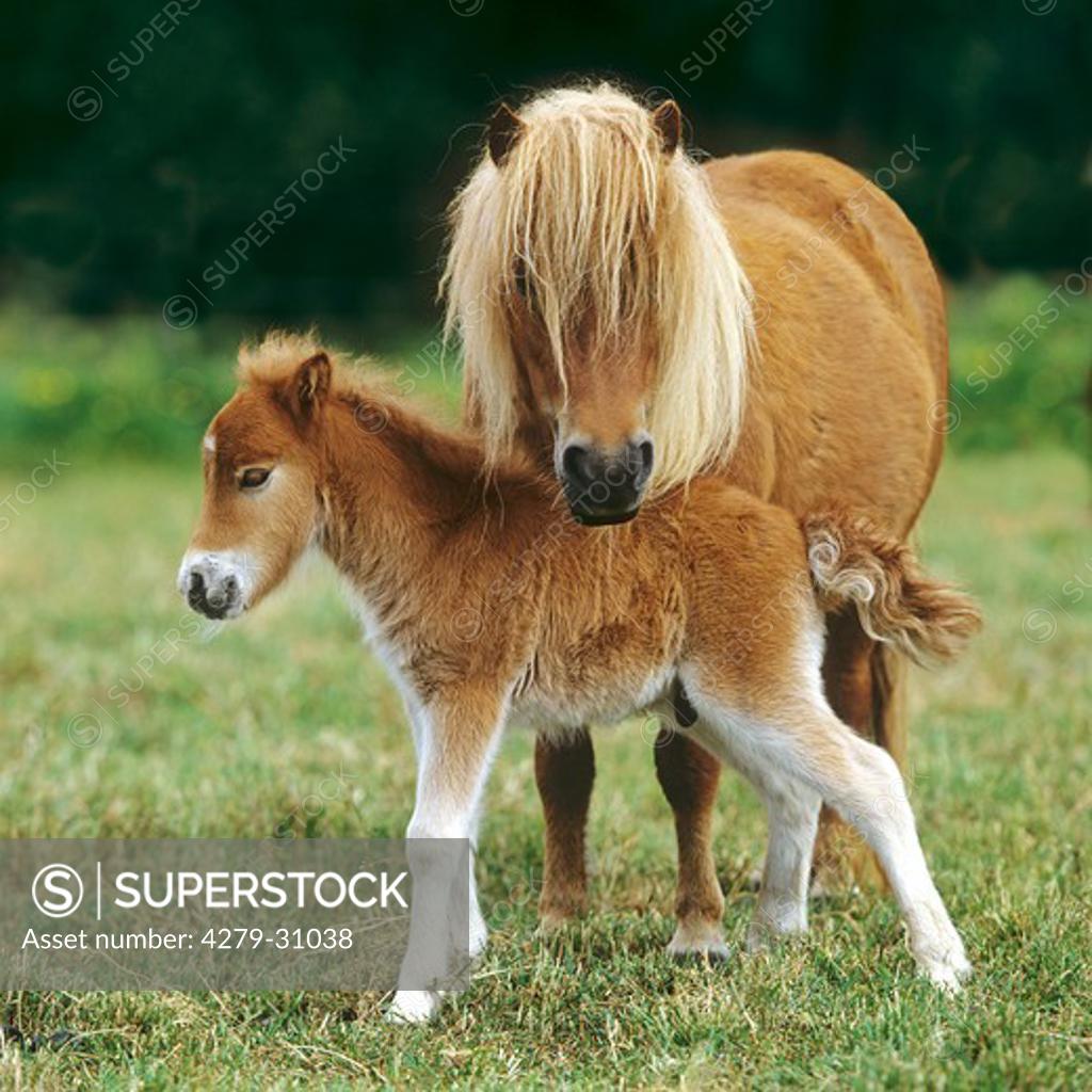 Federa per piumoni Mini Pony Shetland IV 