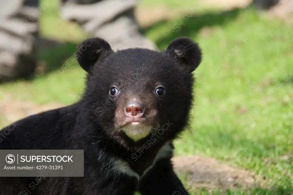 Asian Black Bear