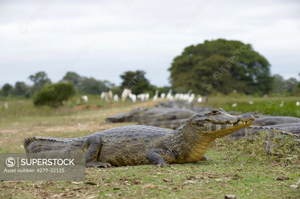 Yacare Caiman - lying, Caiman yacare