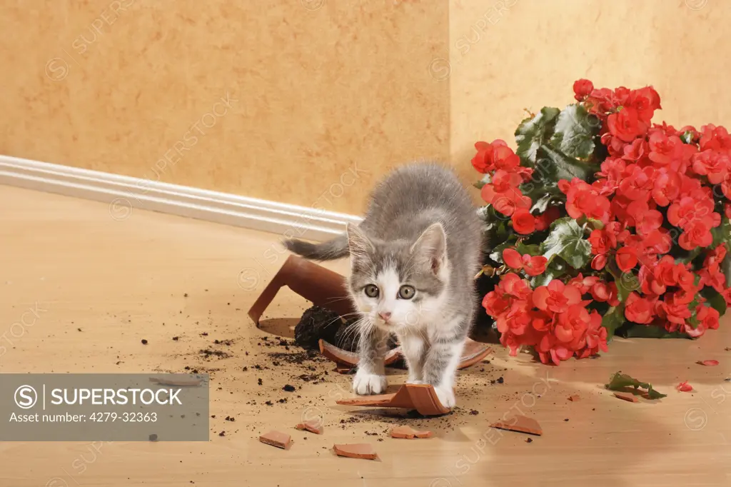 bad habit : kitten destroying flowerpot