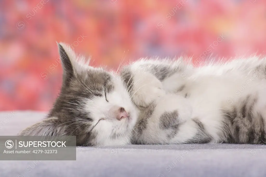 domestic cat - kitten - sleeping