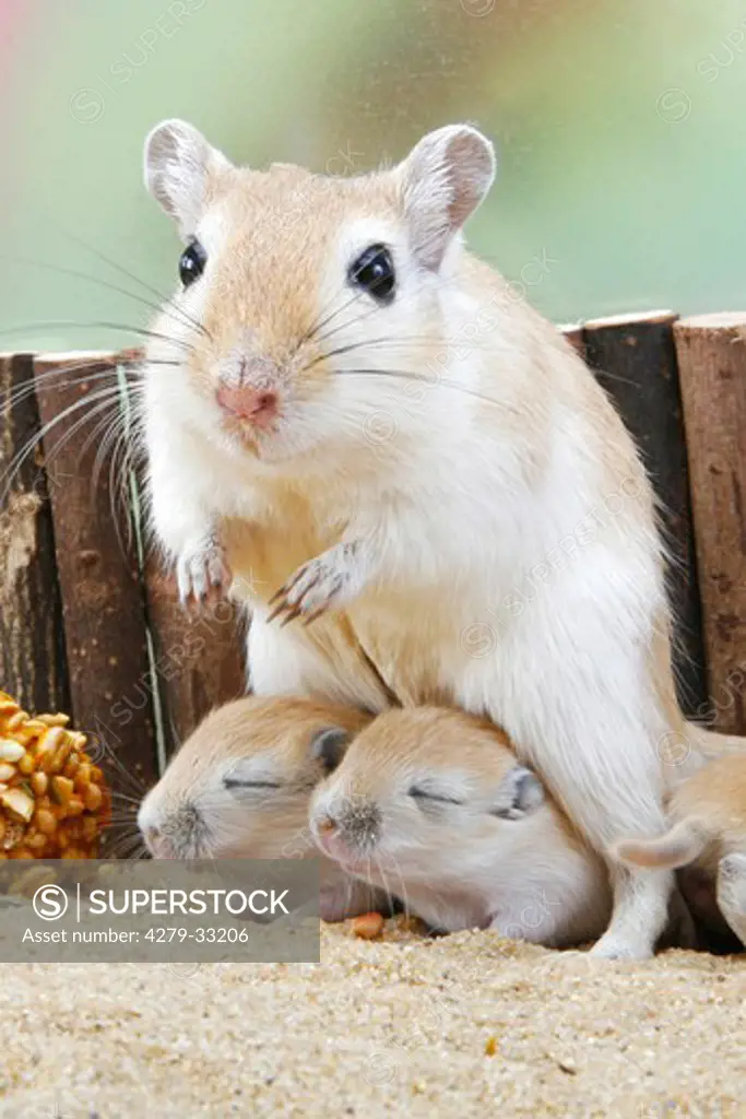 Mongolian Gerbil with two cubs, Meriones unguiculatus