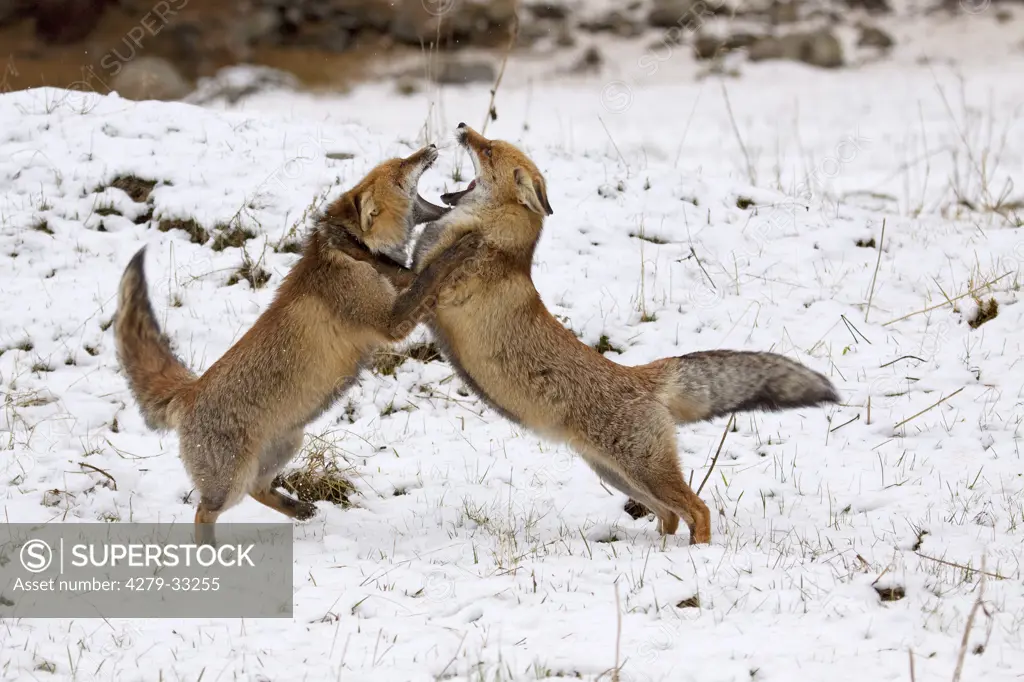 two Red Foxes - fighting in the snow, Vulpes Vulpes