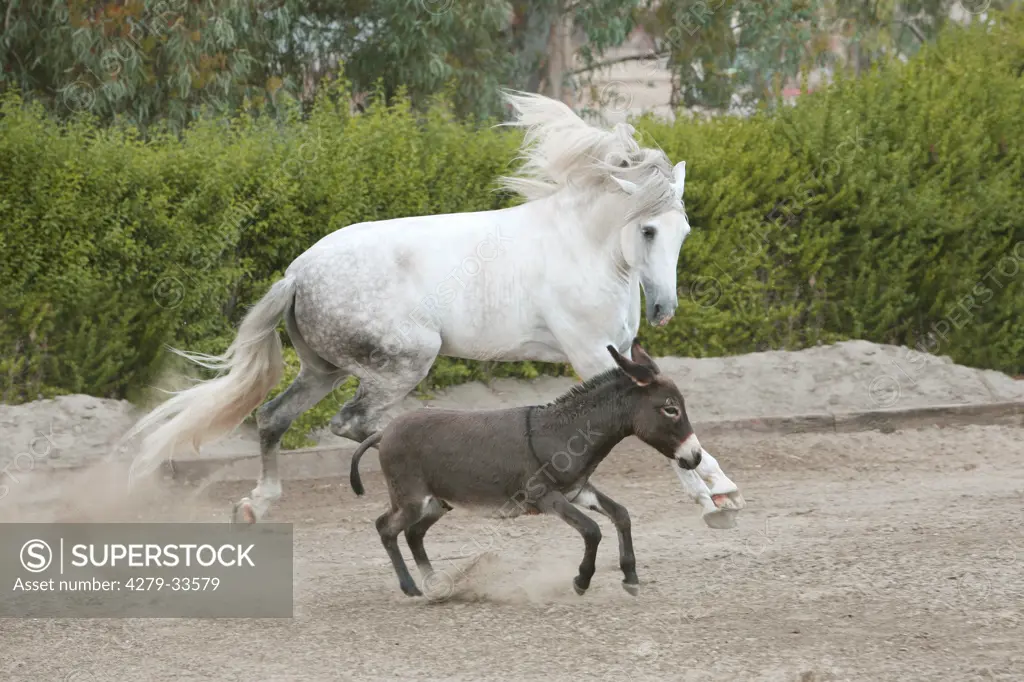 Andalusian horse - galloping next to a donkey