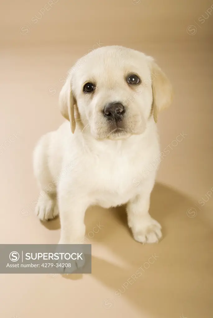 Labrador Retriever dog - puppy - sitting