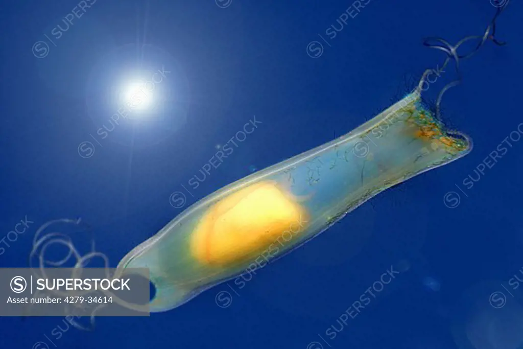 small-spotted catshark - egg in an egg case, Scyliorhinus canicula