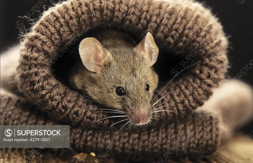 house mouse looking out of glove, Mus musculus